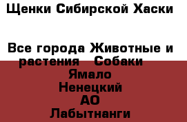 Щенки Сибирской Хаски - Все города Животные и растения » Собаки   . Ямало-Ненецкий АО,Лабытнанги г.